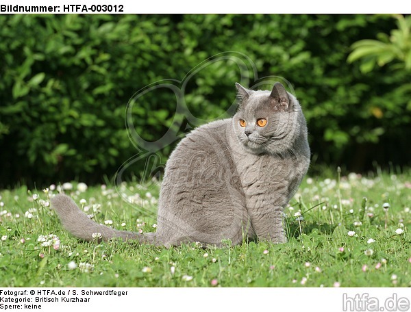 Britisch Kurzhaar / british shorthair / HTFA-003012