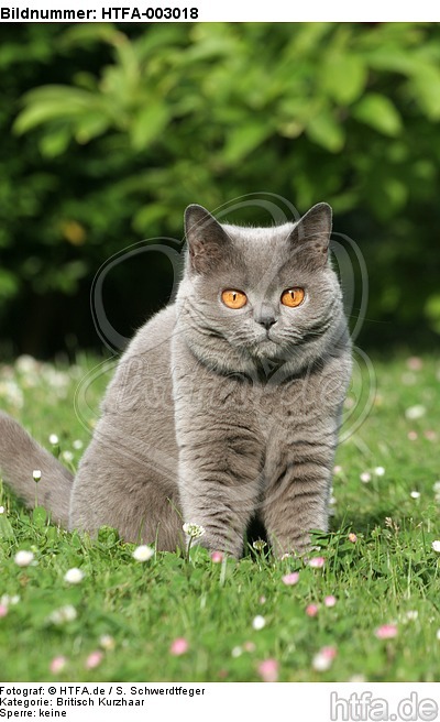 Britisch Kurzhaar / british shorthair / HTFA-003018