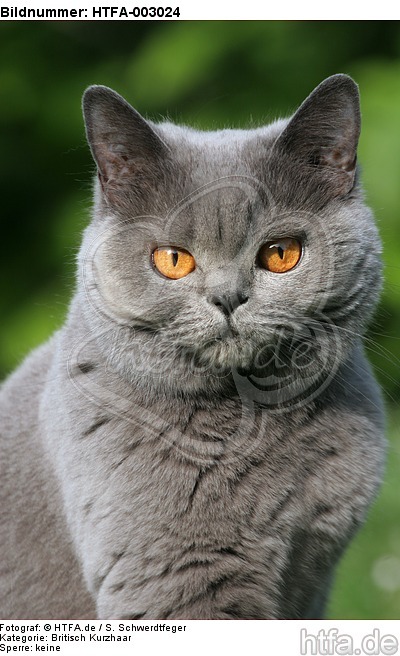 Britisch Kurzhaar / british shorthair / HTFA-003024