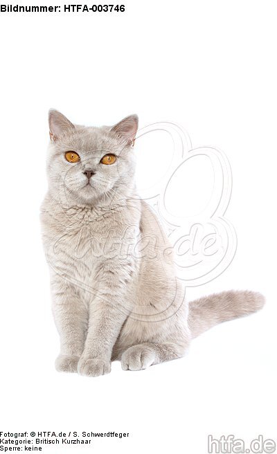 Britisch Kurzhaar / british shorthair / HTFA-003746