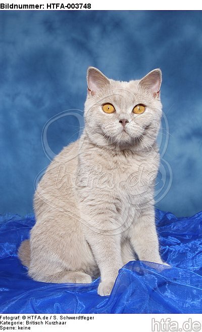 Britisch Kurzhaar / british shorthair / HTFA-003748