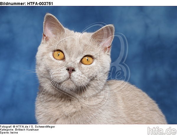 Britisch Kurzhaar / british shorthair / HTFA-003751