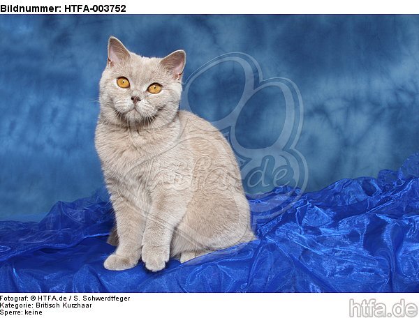 Britisch Kurzhaar / british shorthair / HTFA-003752