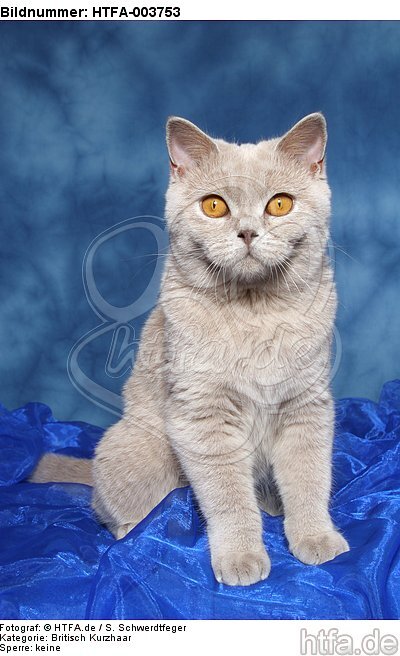 Britisch Kurzhaar / british shorthair / HTFA-003753