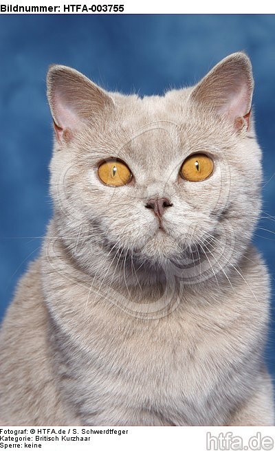 Britisch Kurzhaar / british shorthair / HTFA-003755