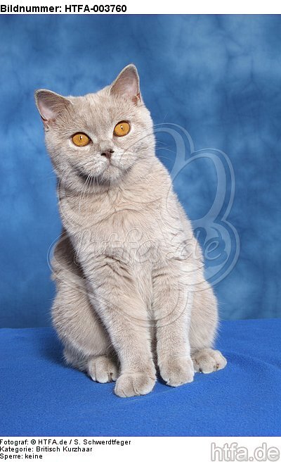 Britisch Kurzhaar / british shorthair / HTFA-003760