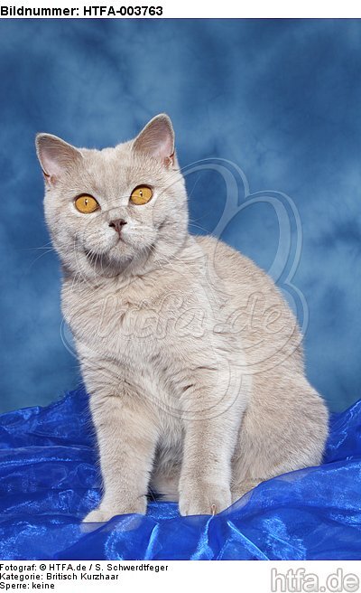 Britisch Kurzhaar / british shorthair / HTFA-003763