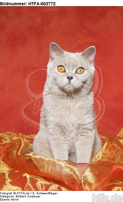 Britisch Kurzhaar / british shorthair / HTFA-003772