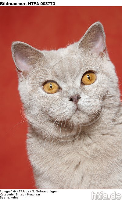 Britisch Kurzhaar / british shorthair / HTFA-003773