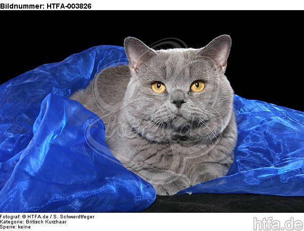 Britisch Kurzhaar / british shorthair / HTFA-003826
