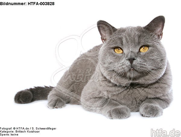 Britisch Kurzhaar / british shorthair / HTFA-003828