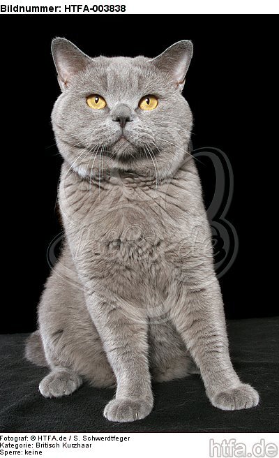 Britisch Kurzhaar / british shorthair / HTFA-003838