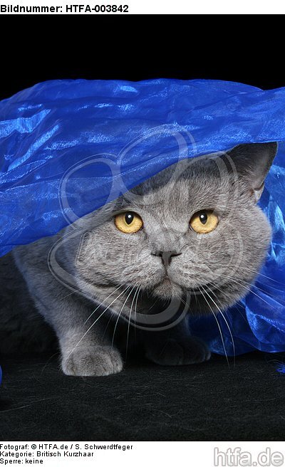 Britisch Kurzhaar / british shorthair / HTFA-003842