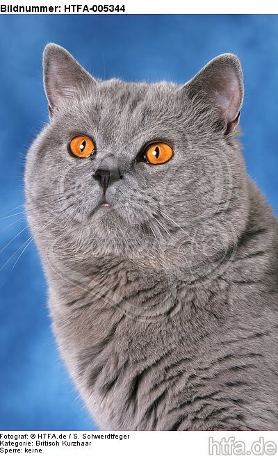 Britisch Kurzhaar / british shorthair / HTFA-005344