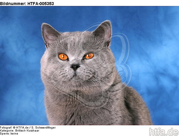 Britisch Kurzhaar / british shorthair / HTFA-005353