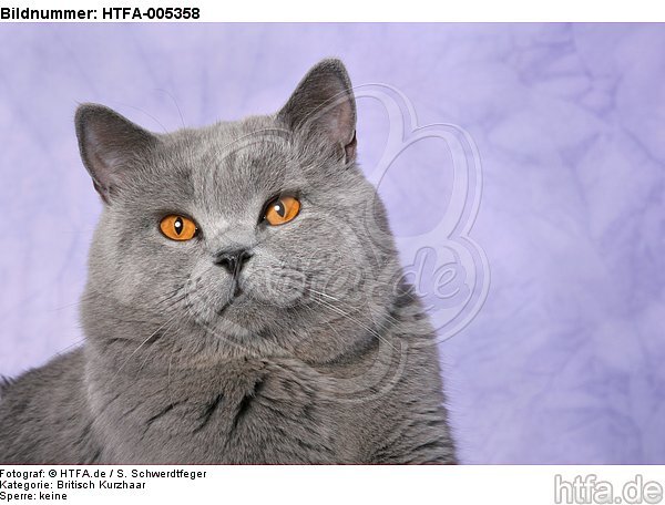 Britisch Kurzhaar / british shorthair / HTFA-005358