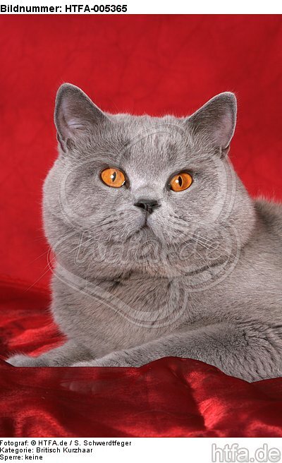 Britisch Kurzhaar / british shorthair / HTFA-005365