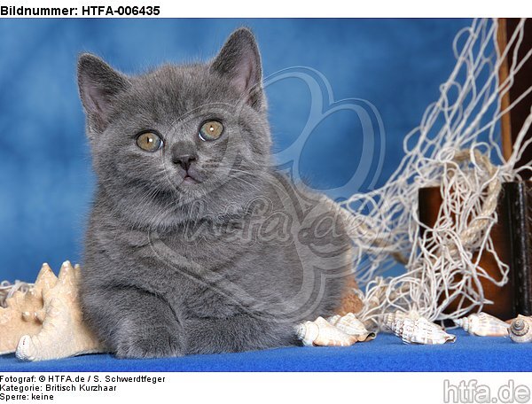 Britisch Kurzhaar Kätzchen / british shorthair kitten / HTFA-006435