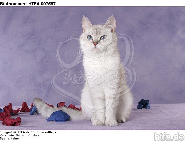 Britisch Kurzhaar / british shorthair / HTFA-007587