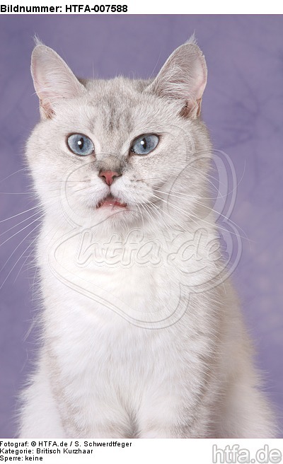 Britisch Kurzhaar / british shorthair / HTFA-007588