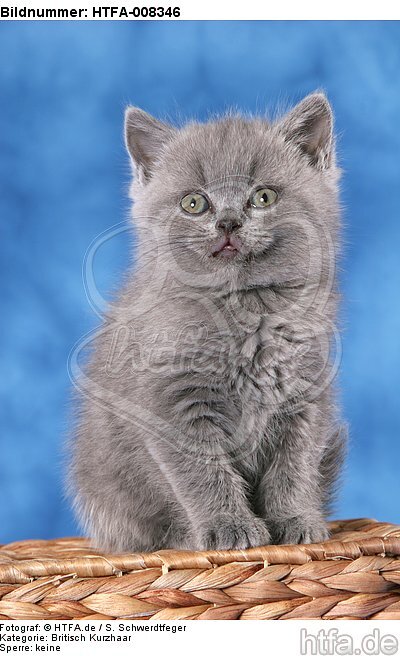 sitzendes Britisch Kurzhaar Kätzchen / sitting british shorthair kitten / HTFA-008346