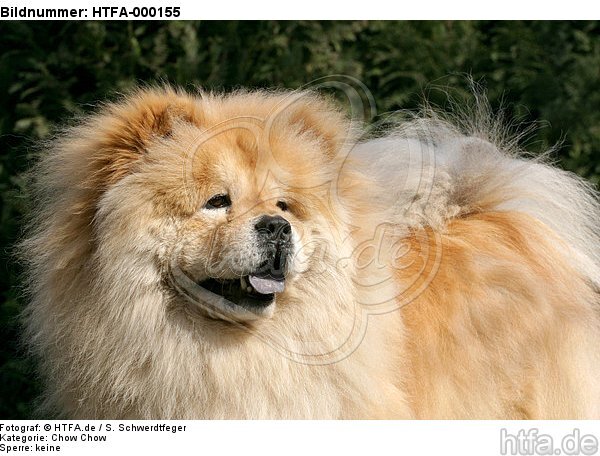 Chow Chow Portrait / HTFA-000155