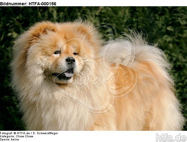 Chow Chow Portrait / HTFA-000156