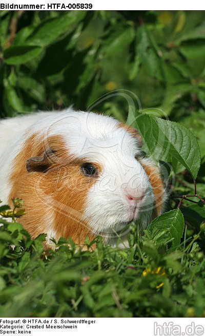 Crested Meerschwein / crested guninea pig / HTFA-005839