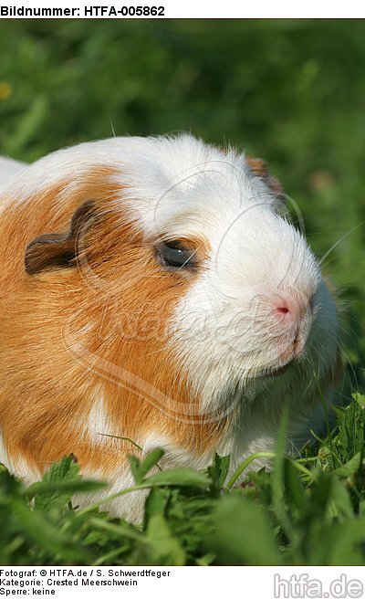 Crested Meerschwein / crested guninea pig / HTFA-005862