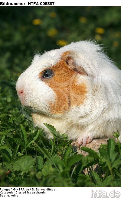 Crested Meerschwein / crested guninea pig / HTFA-005867