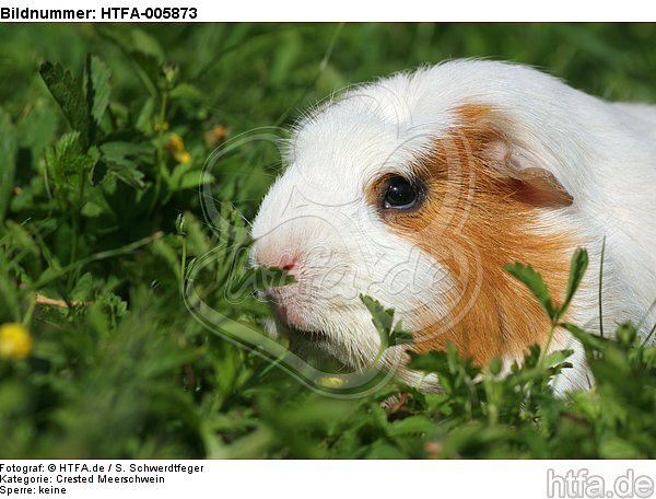 Crested Meerschwein / crested guninea pig / HTFA-005873