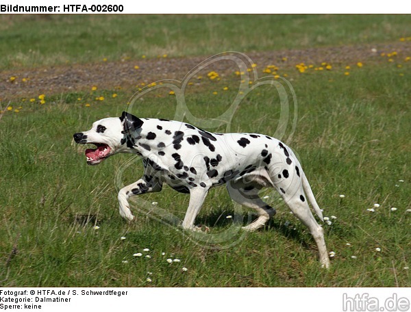 Dalmatiner / dalmatian / HTFA-002600