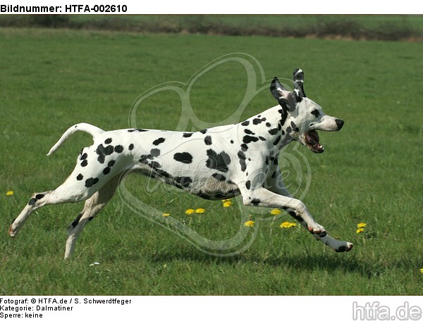 Dalmatiner / dalmatian / HTFA-002610