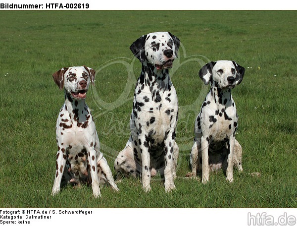 Dalmatiner / dalmatian / HTFA-002619