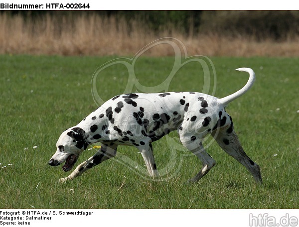 Dalmatiner / dalmatian / HTFA-002644