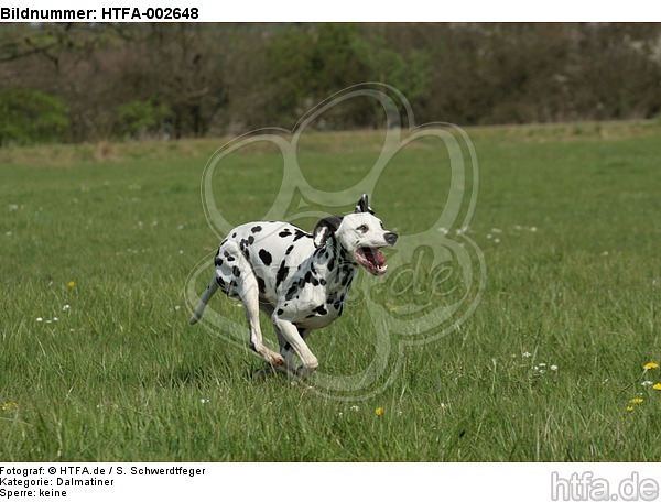 Dalmatiner / dalmatian / HTFA-002648