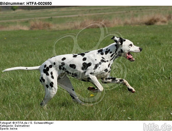 Dalmatiner / dalmatian / HTFA-002650