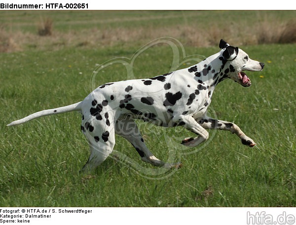 Dalmatiner / dalmatian / HTFA-002651