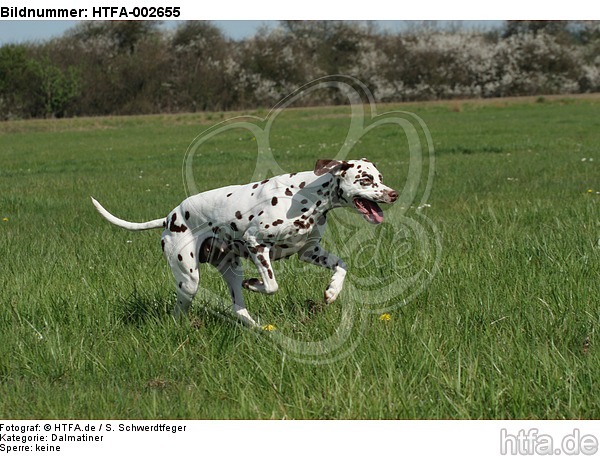 Dalmatiner / dalmatian / HTFA-002655