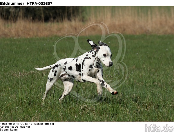 Dalmatiner / dalmatian / HTFA-002657