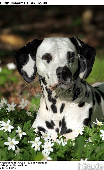 Dalmatiner / dalmatian / HTFA-002786