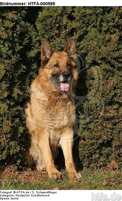 sitzender Deutscher Schäferhund / sitting German Shepherd / HTFA-000589