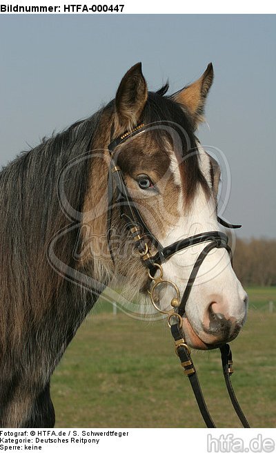 Deutsches Reitpony Portrait / pony portrait / HTFA-000447