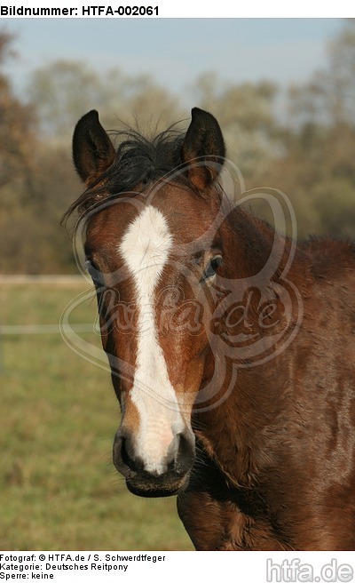 Deutsches Reitpony / pony / HTFA-002061