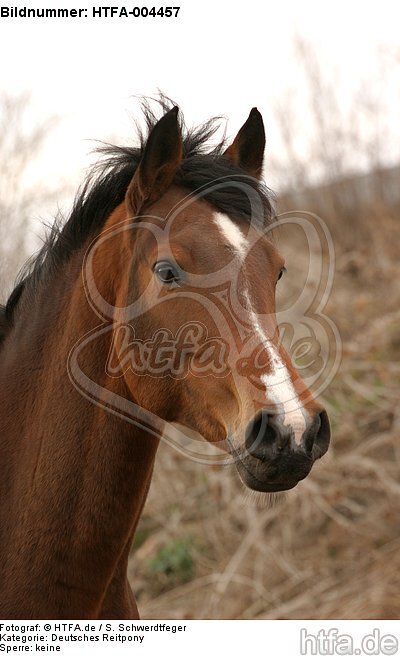 Deutsches Reitpony / pony / HTFA-004457