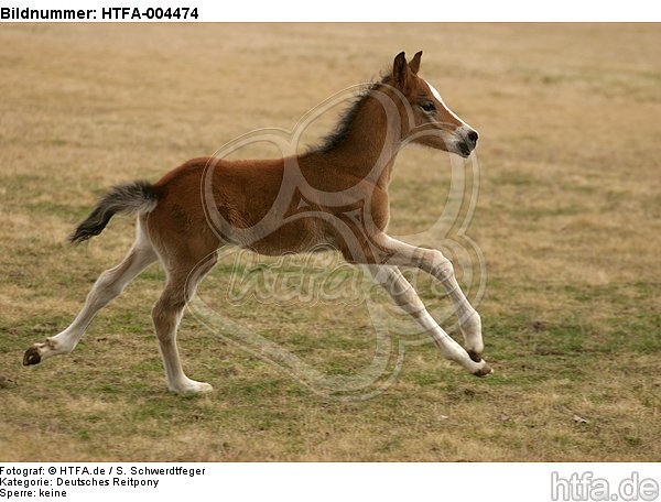 Deutsches Reitpony / pony / HTFA-004474