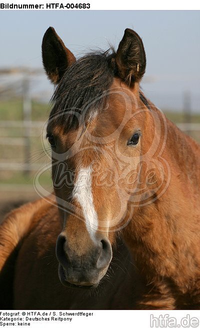 Deutsches Reitpony / pony / HTFA-004683