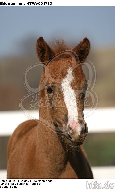 Deutsches Reitpony / pony / HTFA-004713