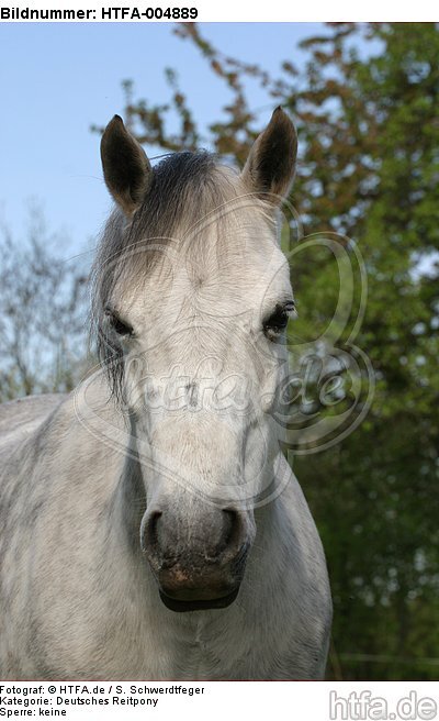 Deutsches Reitpony / pony / HTFA-004889