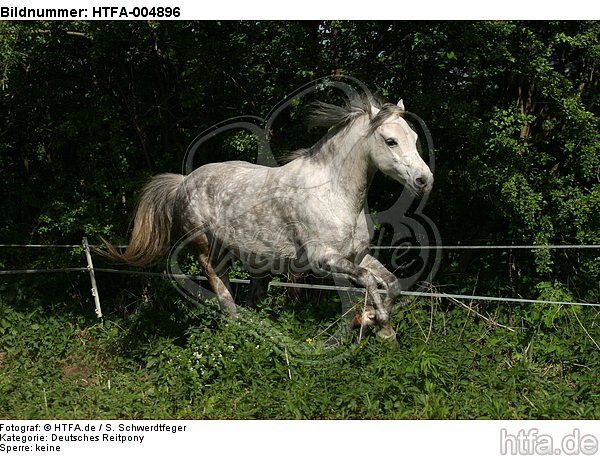 Deutsches Reitpony / pony / HTFA-004896